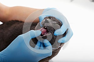 Examination of a cat at the vet, close-up, examination of the mouth of cat
