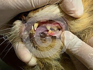 examination of a cat at the vet, close-up, examination of the mouth of cat