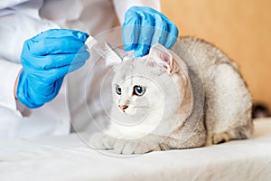 examination of a cat by a veterinarian in a vet clinic. Scottish chinchilla straight