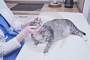 Examination of eyes and eyesight of a cat by a veterinarian on a table in a home kitchen