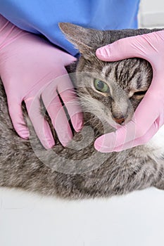 Examination of the eyesight and eyes of a sick gray cat in a veterinary clinic