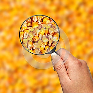 Examination food corn quality