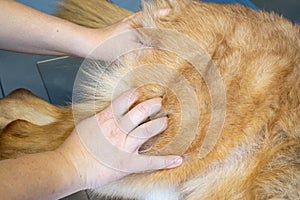 Examination of a german shepherd in a veterinary clinic