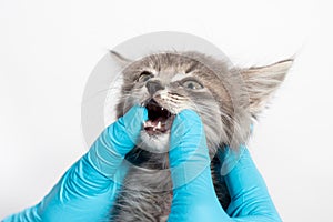 Examination of milk teeth in a 1 or 2 month old kitten. Dentistry for cats, place for text