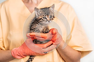 Examination of a mongrel kitten at a veterinarian in a vet clinic. Inspection of a pet, a funny little tabby cat in the