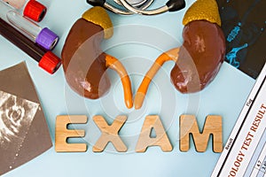 Examination in nephrology kidney, renal exam and endocrinology adrenal, suprarenal gland. Anatomy model of kidney with adrenal photo