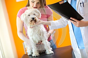 Examination of sick Maltese dog in vet clinic