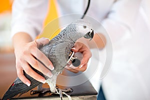 Examination of sick parrot with stethoscope at vet clinic