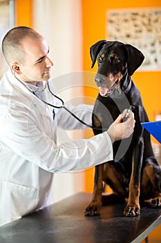 Examination with stethoscope of Great Done dog in vet ambulant