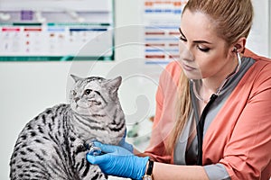 Examination in vet clinic