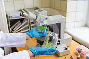 Examine in the laboratory under a microscope. Selective focus.