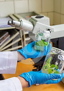 Examine in the laboratory under a microscope. Selective focus.