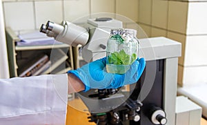 Examine in the laboratory under a microscope. Selective focus.