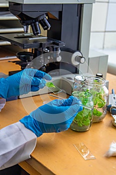 Examine in the laboratory under a microscope. Selective focus.