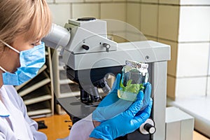 Examine in the laboratory under a microscope. Selective focus.