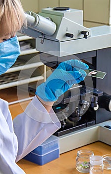 Examine in the laboratory under a microscope. Selective focus.