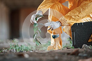 Examines the plant. Man dressed in chemical protection suit in the ruins of the post apocalyptic building