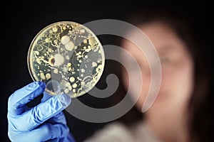 Examining bacteria in a petri dish