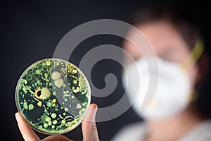 Examining bacteria in a petri dish