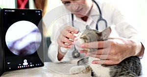 Examining cat ear in veterinary clinic with digital otoscope