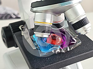 Examining colorful liquid samples under a microscope at a laboratory