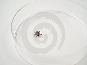 Examining Infectious Dermacentor Dog Tick Parasite Spider Insect Macro, in a glass box on a white background.