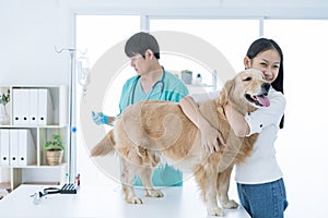 Examining pet in clinics concept. Golden retriever is getting vaccination by the veterinarian