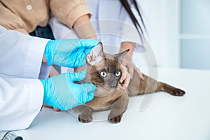 Examining pet in clinics concept. The vet is checking the cat`s health. Veterinarian doctor is making a check up of a cat