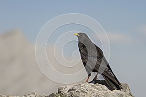Example of alpine chough on a rock