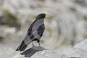 Example of alpine chough on a rock