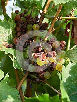 An example of grape illness or disease