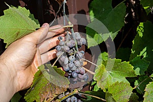 An example of grape illness or disease