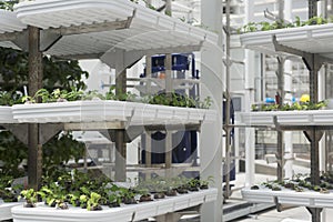 Example of hydroponics