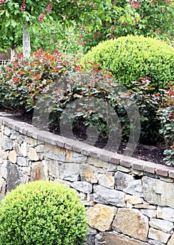 An example of planting a slope with perennial woody plants