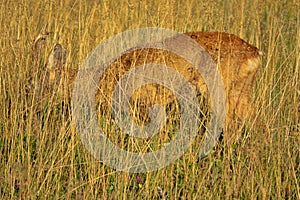 Roe Deer merges with the background of grasses photo