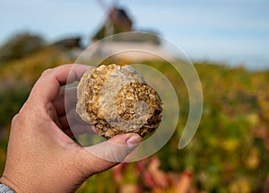Example of soil flintstones on colorful grand cru Champagne pinot noir vineyards near Moulin de Verzenay, Montagne de Reims near