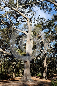 Example of Southern Live Oak Tree