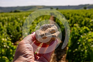 Example of terres blanches clay-limestone white soils on vineyards around Sancerre wine making village, rows of sauvignon blanc