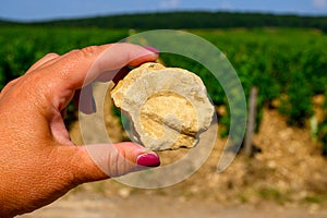 Example of terres blanches clay-limestone white soils on vineyards around Sancerre wine making village, rows of sauvignon blanc