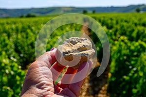 Example of terres blanches clay-limestone white soils on vineyards around Sancerre wine making village, rows of sauvignon blanc