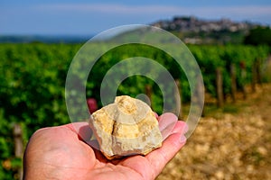 Example of terres blanches clay-limestone white soils on vineyards around Sancerre wine making village, rows of sauvignon blanc