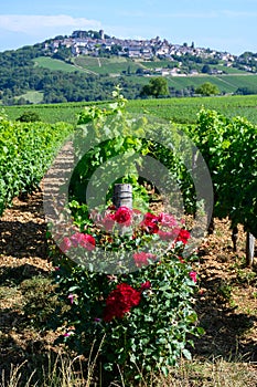 Example of terres blanches clay-limestone white soils on vineyards around Sancerre wine making village, rows of sauvignon blanc