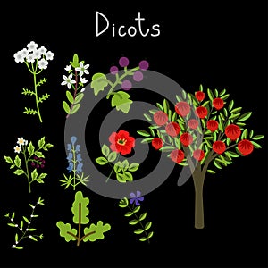 Examples of dicots