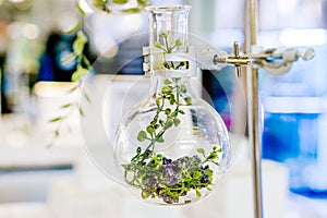 Examples of herbs in glass bottles for drug and cosmetics extraction with stand flask holder