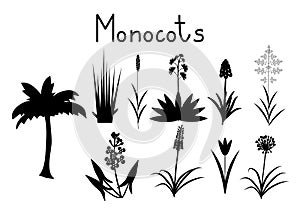 Examples of monocots