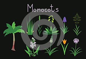 Exaples of monocots