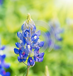 Exas Bluebonnets Lupinus texensis blooming in springtime photo