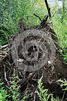 Excavated roots of a white poplar tree in September. Berlin, Germany