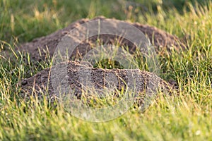 Excavated soil mole nature