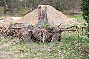 Excavated tree roots show uprooted tree trunk with roots as garden redesign and harvesting of timer, lumber and firewood removal